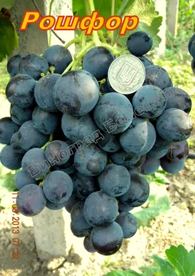 Виноград рошфор фото фото