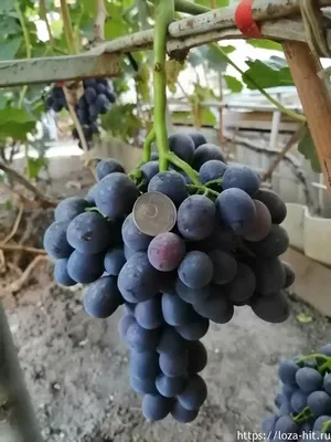 Сорт винограда Рошфор | Пикабу