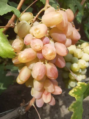 Рошфор - саженцы винограда