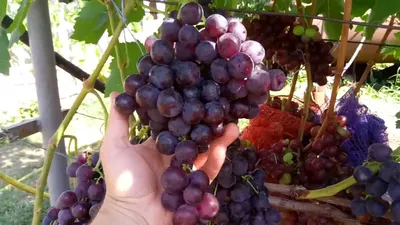 Новинка! Сорт винограда «Рошфор» - реальные отзывы - ЛозаХит