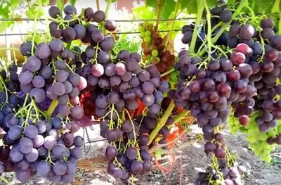 Виноград плодовый Рошфор - купить саженцы с доставкой в Москве и области,  цена от 379 руб. в интернет-магазине \"Агрономов.РУ\"