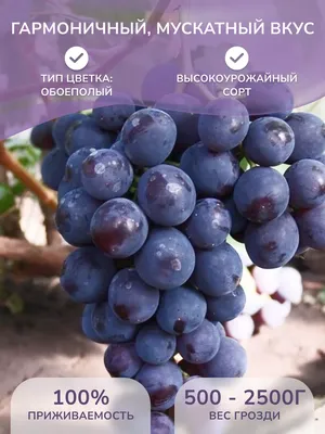 Виноград Рошфор