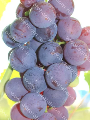 Сорт винограда \"Рошфор\" :: Gen Vel – Социальная сеть ФотоКто