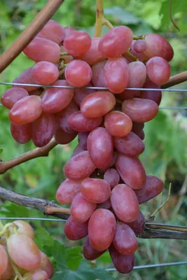 Юлиан - сорт винограда