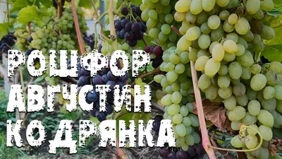 Виноград «Юлиан» купить саженцы почтой по низкой цене в интернет-магазине  при питомнике - «Крымский фрукт»
