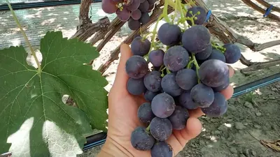 ВИНОГРАД РОШФОР: купить саженцы винограда рошфор в Одессе, Киеве и Украине  - Agro-Market
