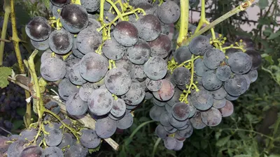 РОШФОР - Саженцы винограда, проволока для шпалеры, сетка