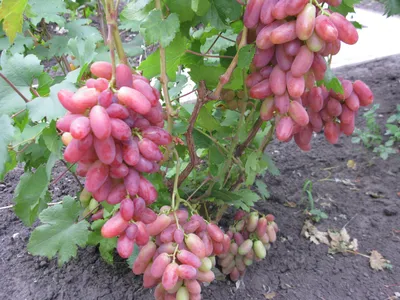 Рошфор | ЛОЗА | купить саженцы винограда | описание сортов винограда | как  растить виноград | Вкусный виноград | Бердянск