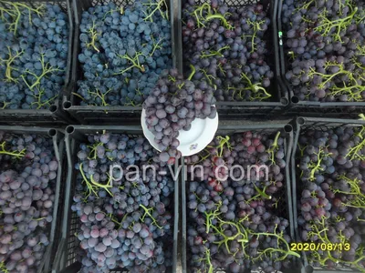 Сорта винограда | Радуйтесь жизни! | Дзен