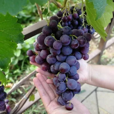 Рошфор - столовая форма винограда