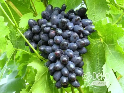 Сорт винограда ПГ-12 (Марадона красная, Тайфи устойчивый, Шоколадный)