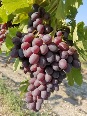 Купить саженцы винограда в Крыму сорт Шоколадный