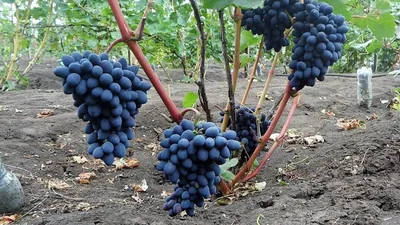 Продам виноград шоколадный, купить виноград шоколадный, Херсонская обл —  Agro-Ukraine