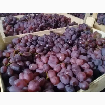 Виноград «Кодрянка». Урожай и особенности столового сорта | Виноград VM |  Дзен