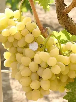 Виноград Кодрянка – борьба с основными вредителями