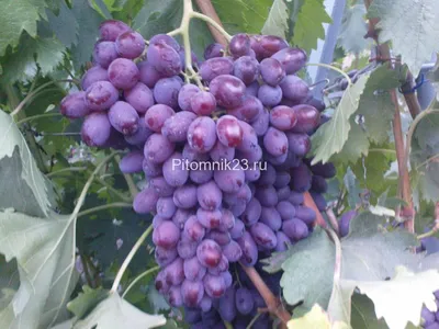 Виноград Шоколадный - Виноград - Саженцы роз, ягодных, фруктовых и  декоративных культур - Dekoplant
