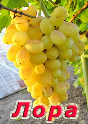 Лора - столовый сорт винограда.описание.фото. - vinogradnik.com.kg