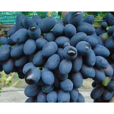 Виноград Лора | Купить саженцы в питомнике Мир Садовод, Крым