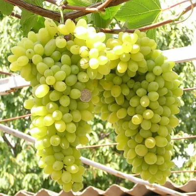 Кодрянка-218 — Приусадебное виноградарство Беларуси
