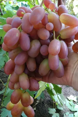 Виноград плодовый \"Преображение\" 1 шт, туба, Май 2022 (id 107902560),  купить в Казахстане, цена на Satu.kz