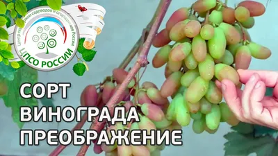 Преображение - Мой перспективный виноград