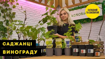 Супер - виноград Черниговщины - Сорт винограда - Преображение. Вкус  гармоничный с легким мускатом. Ягода крупная пальчикообразной формы. Куст  сильнорослый, образовывает второй урожай на пасынках, но их нужно удалять.  Морозостойкость - 21 .