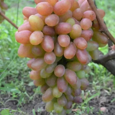 Саженцы Винограда - сорта и описание - Виноград в Твери