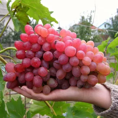 Виноград Велес | Ягодное подворье cаженцы элитных сортов ягодных культур