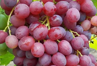 Veles Grapes - one of the best varieties bezsemyannіh - YouTube