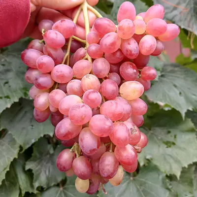 Виноград Велес - купить саженцы винограда велес недорого в России в  интернет магазине