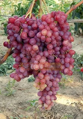 ꕤ Виноград Велес • купить Виноград Велес по цене от 131.49 грн. в Украине