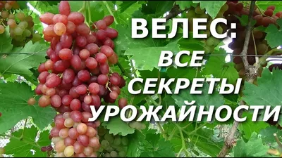 Велес виноград, купить черенки и саженцы винограда Велес в Минске по  доступным ценам