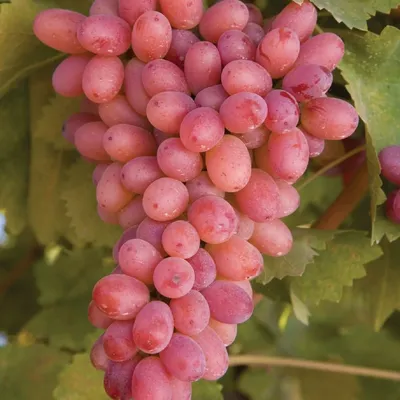 Саженцы винограда Велес - купить на Агробиз, цена40 грн. - 1201864
