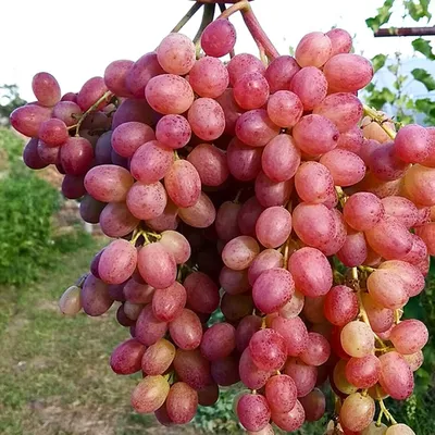 Купить саженец винограда велес