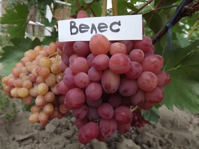 Велес - Виноград, виноградарство. Саженцы винограда Красохиной С.И.