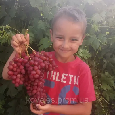 Купить саженцы Виноград Кишмиш Велес в Минске. Каталог плодовых деревьев и  кустариников 2024.