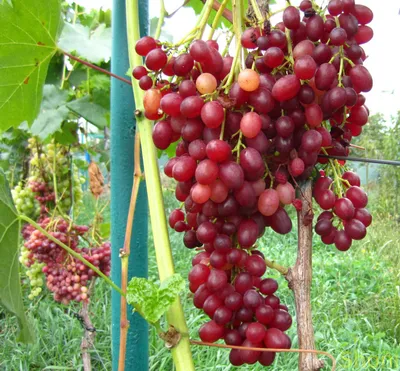 Архів Саженцы винограда Велес (кишмиш) ✔️ 45 грн. ᐉ Інше насіння в Новій  Каховці на BON.ua 46495093