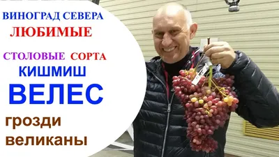 София | Виноград Черноземья