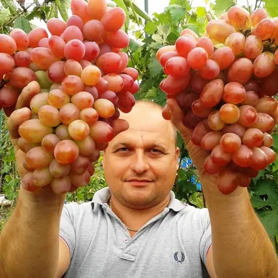 Виноград кишмиш велес, 0,5 кг., купить с доставкой в магазине Деревня Живёт  в Москве и области.