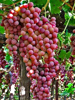 Саженцы винограда Велес (ID#357815215), цена: 100 ₴, купить на Prom.ua