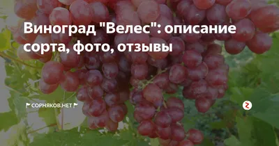 Виноград Велес - НикСад - Саженцы из Крыма