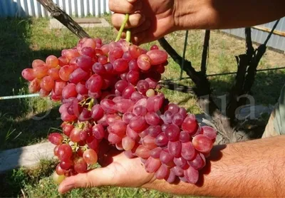 Виноград кишмиш Велес | Grapes, Fruit, Food