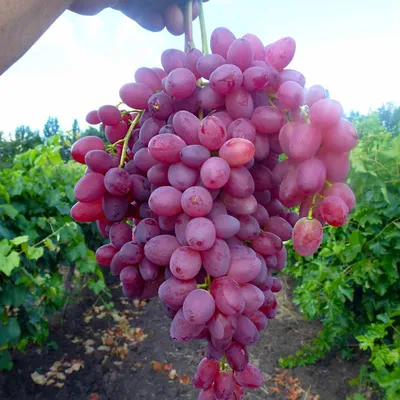 Саженцы винограда София Беларусь доставка почтой, низкая цена