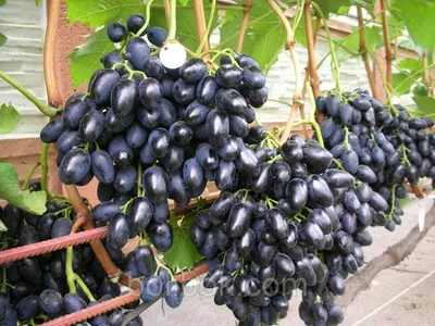 Велика - сорт винограда. описание. фото. - vinogradnik.com.kg