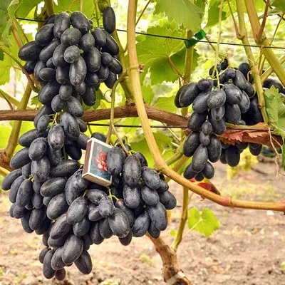 ВИНОГРАД ВЕЛИКА: купить саженцы винограда велика почтой | PLOD.UA