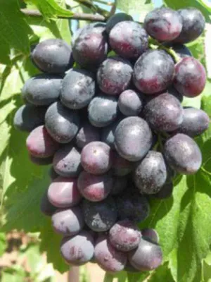Саженцы винограда Велика -