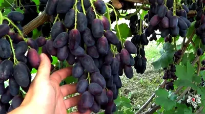 Виноград Велика - Жигулевские саженцы