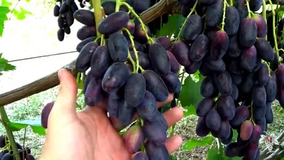 Велика - саженцы винограда