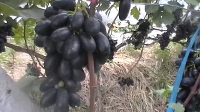 Велика — Виноградник Дашевских