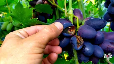 Виноград «Велика». Ягода длинной более 40 миллиметров. Урожай и особенности  сорта | Виноград VM | Дзен